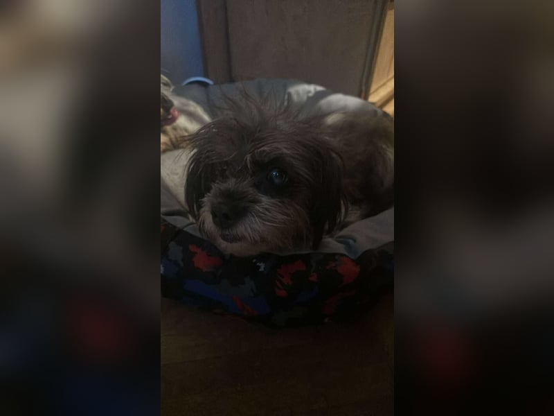 Nana, kleine, sehbehinderte aber freundliche Fellnase sucht Zuhause