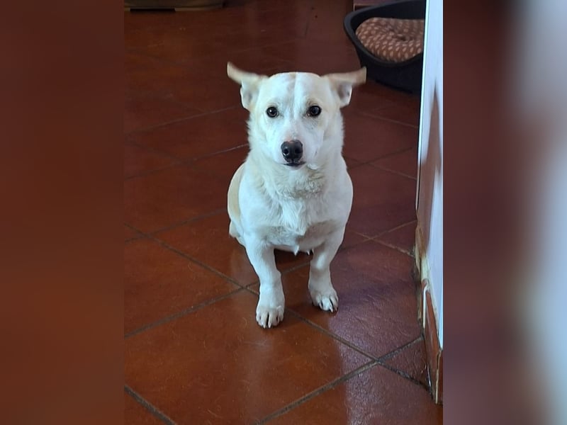 Atlas - ganz furchterregender Kettenhund :-)