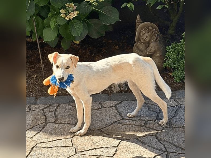 Penny - Kleine Pfoten auf der Suche nach dem ganz großen Glück