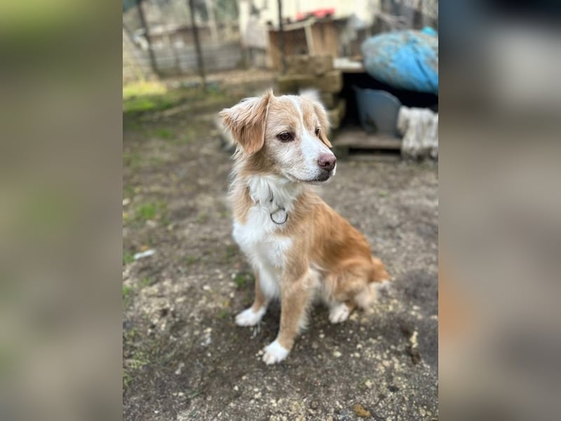 Haribo - Der kleine Held mit der zerbrochenen Kette