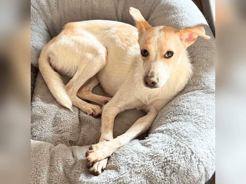 Penny - Kleine Pfoten auf der Suche nach dem ganz großen Glück