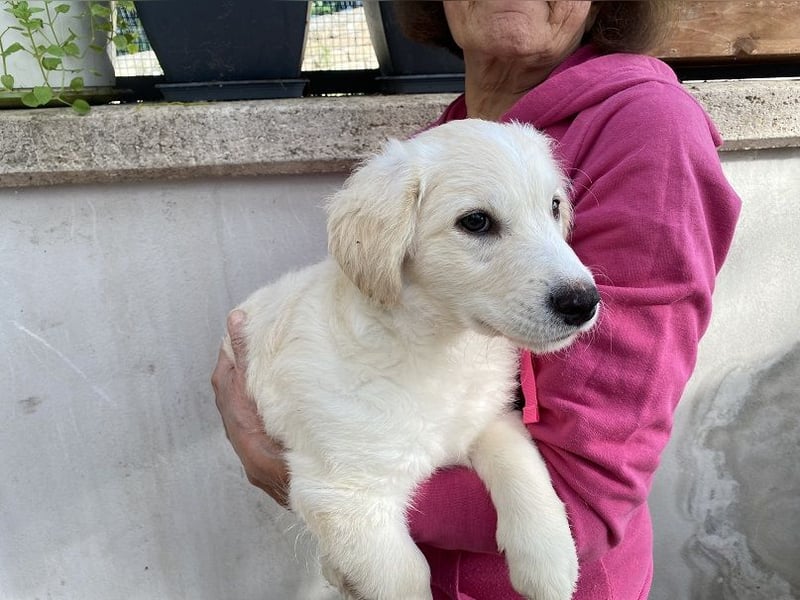 Odette - SOS - dringend zuhause oder Pflegestelle gesucht - «O» wie «oh là là»