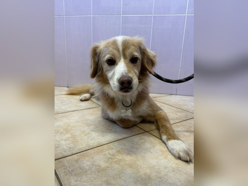 Haribo - Der kleine Held mit der zerbrochenen Kette