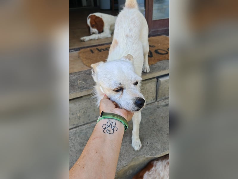 Birbo - egal wie klein, ein Hund bleibt ein Hund