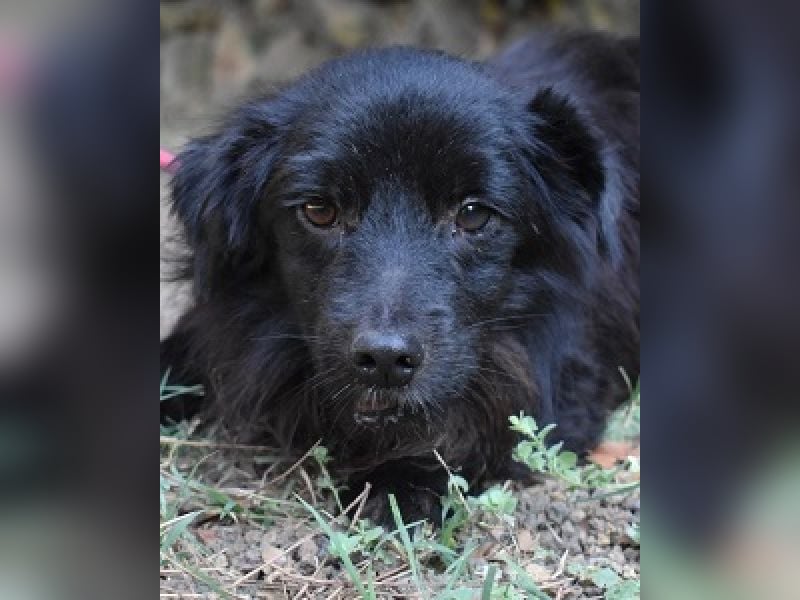 Gingy - Glühwürmchen-Power