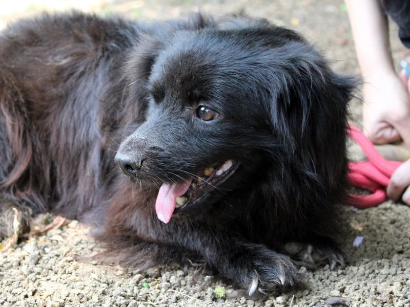 Gingy - Glühwürmchen-Power