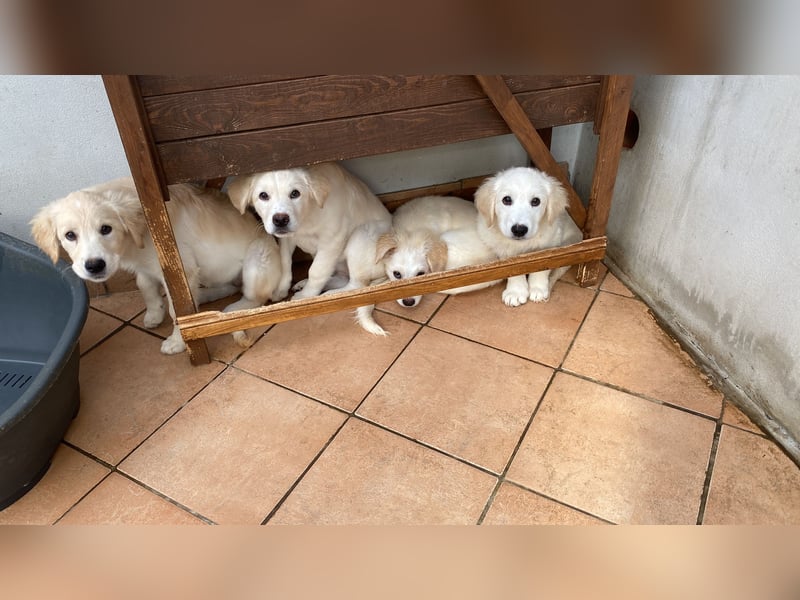 Odette - SOS - dringend zuhause oder Pflegestelle gesucht - «O» wie «oh là là»