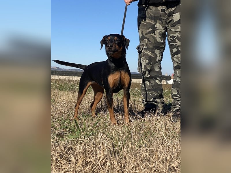 Anny - Ältere Hundedame sucht ihren Prinzessinnenplatz