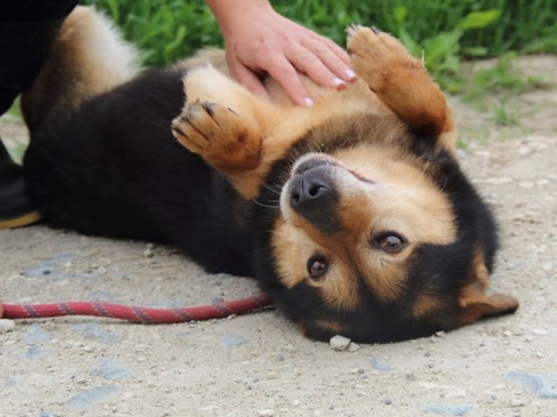 Macky - SOS - und sein Weg zurück ins Leben