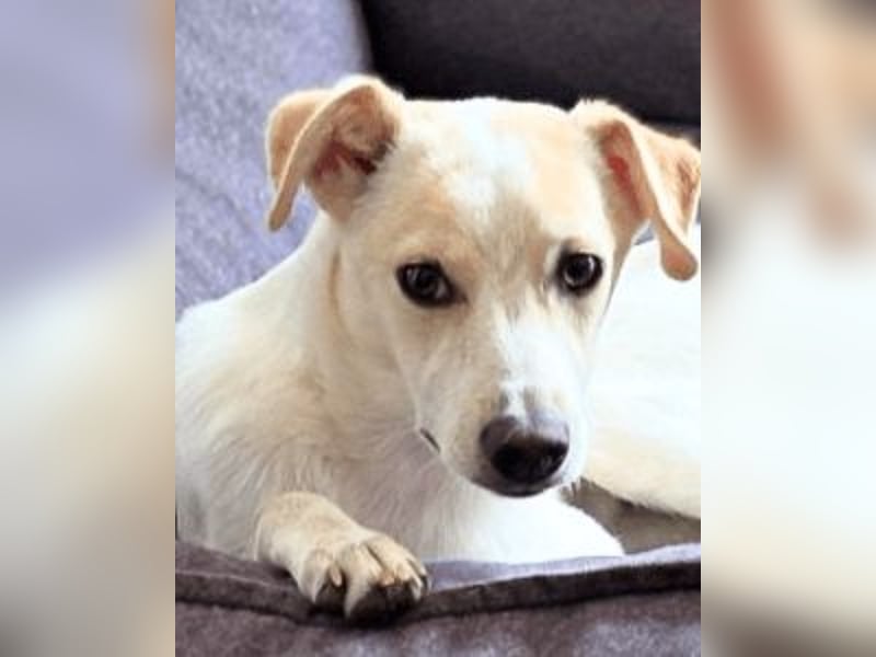 Penny - Kleine Pfoten auf der Suche nach dem ganz großen Glück