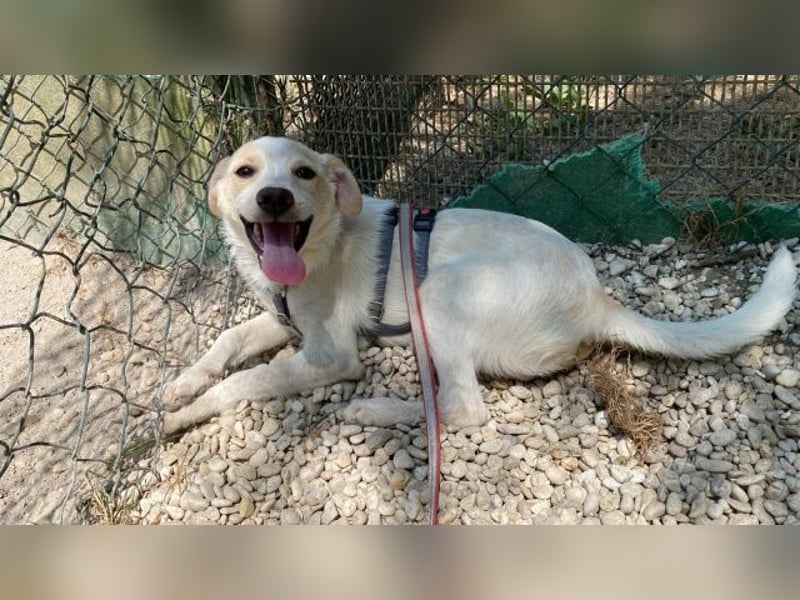 Penny - Kleine Pfoten auf der Suche nach dem ganz großen Glück