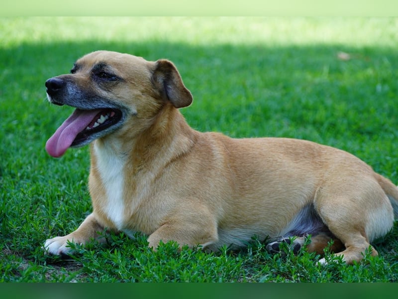 Strolchi - ein kleiner Herzensbrecher auf der Suche nach Liebe