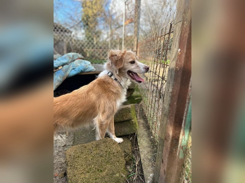 Haribo - Der kleine Held mit der zerbrochenen Kette