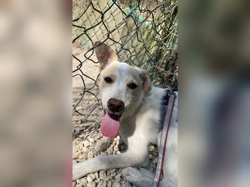 Penny - Kleine Pfoten auf der Suche nach dem ganz großen Glück