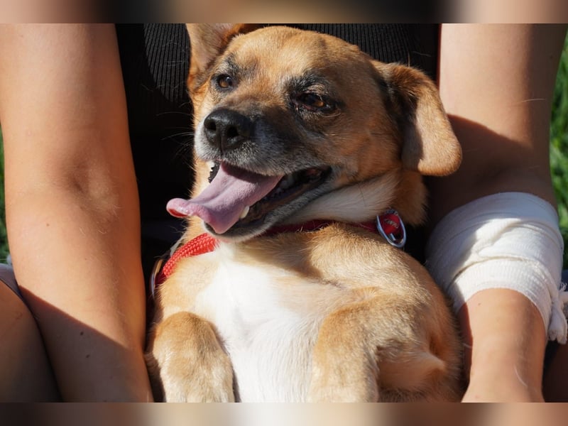 Strolchi - ein kleiner Herzensbrecher auf der Suche nach Liebe