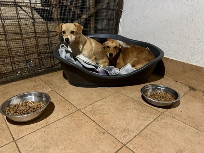 Soraia - unsere kleine Durchhalte-Heldin