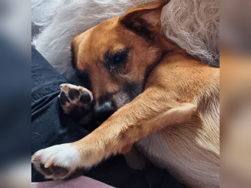 Strolchi - ein kleiner Herzensbrecher auf der Suche nach Liebe