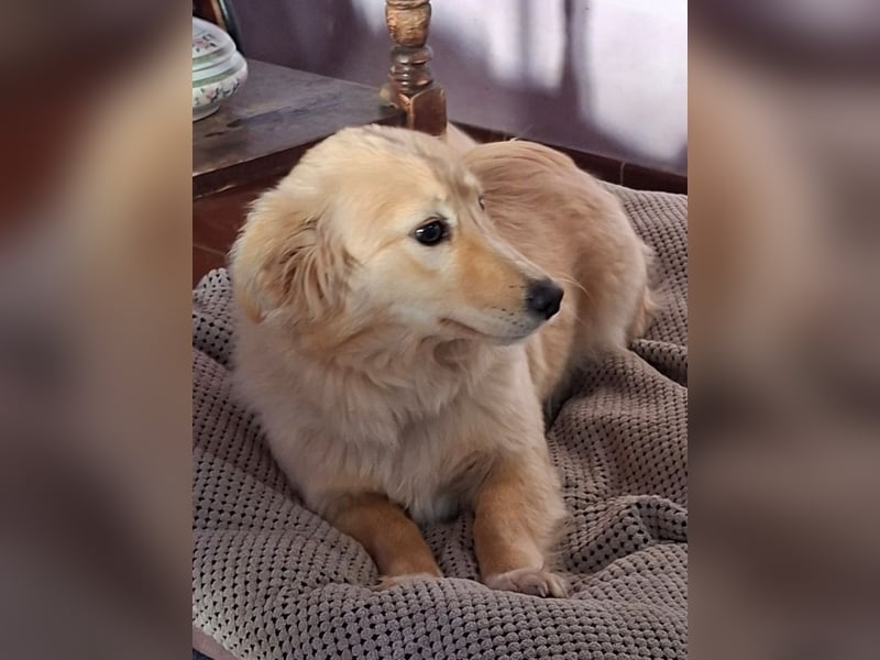 Arianna - Kettenhündin gegen Hühnerdiebe!