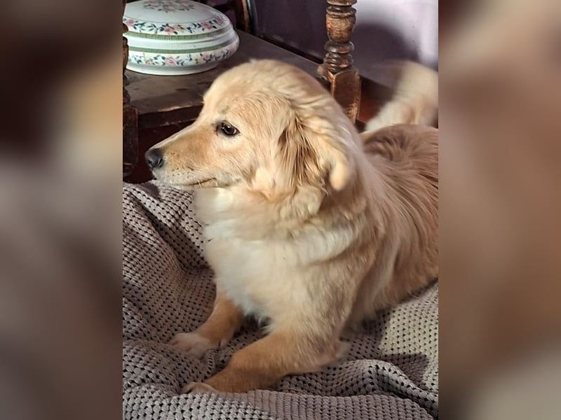 Arianna - Kettenhündin gegen Hühnerdiebe!