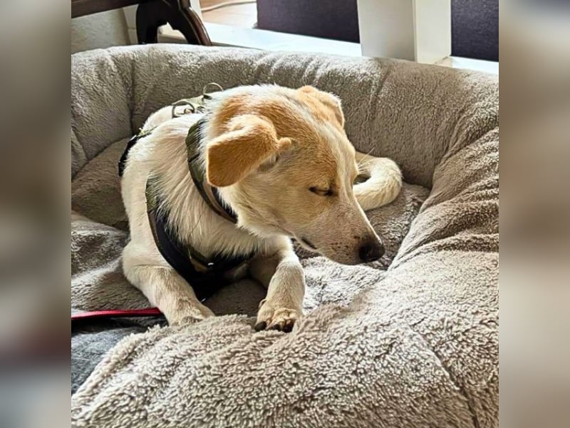 Penny - Kleine Pfoten auf der Suche nach dem ganz großen Glück