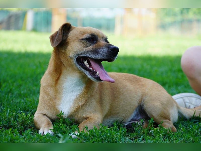 Strolchi - ein kleiner Herzensbrecher auf der Suche nach Liebe