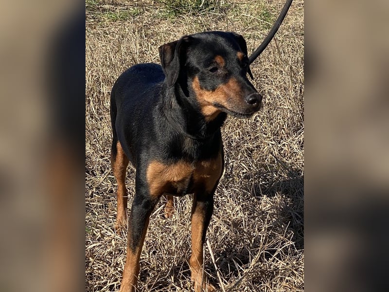 Anny - Ältere Hundedame sucht ihren Prinzessinnenplatz