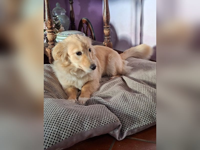 Arianna - Kettenhündin gegen Hühnerdiebe!