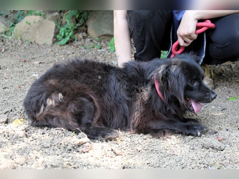 Gingy - Glühwürmchen-Power