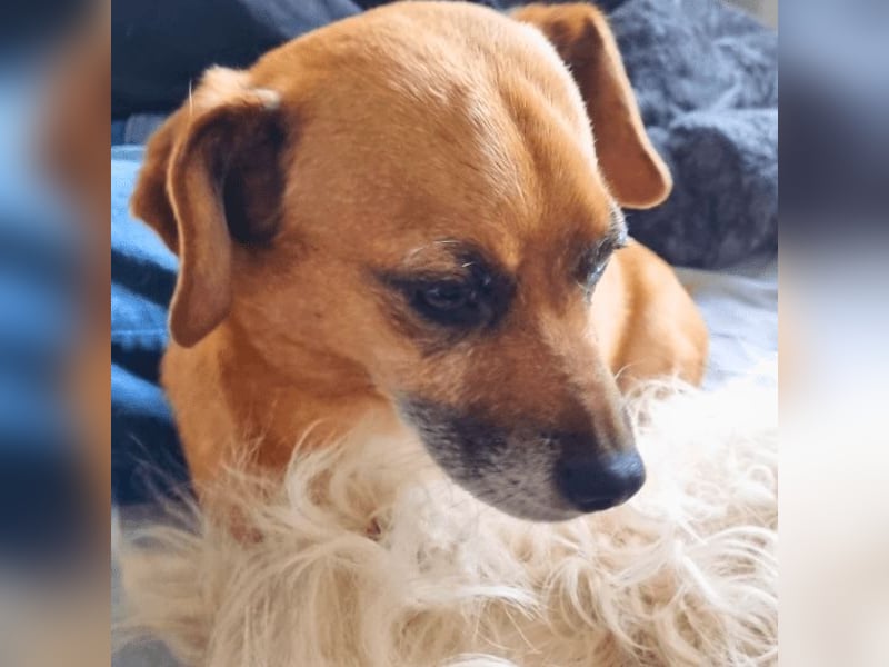 Strolchi - ein kleiner Herzensbrecher auf der Suche nach Liebe