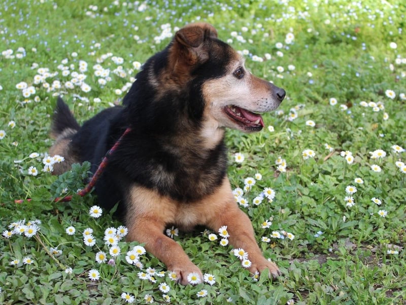 Macky - SOS - und sein Weg zurück ins Leben
