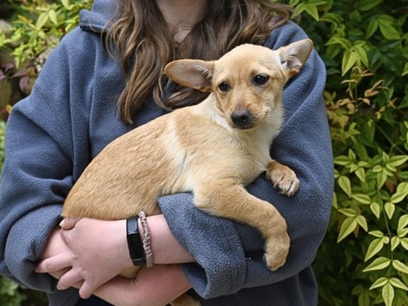 Prospero - was war, darf verblassen - damit Neues ganz langsam wachsen darf