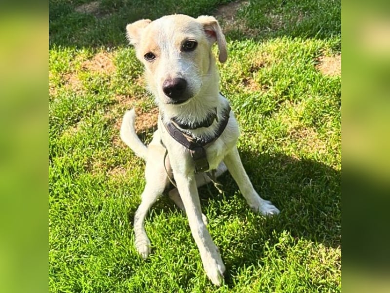 Penny - Kleine Pfoten auf der Suche nach dem ganz großen Glück