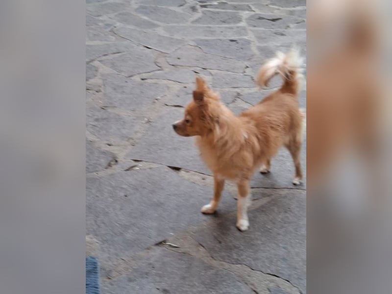 Archi - Kleiner Floh sucht ...
