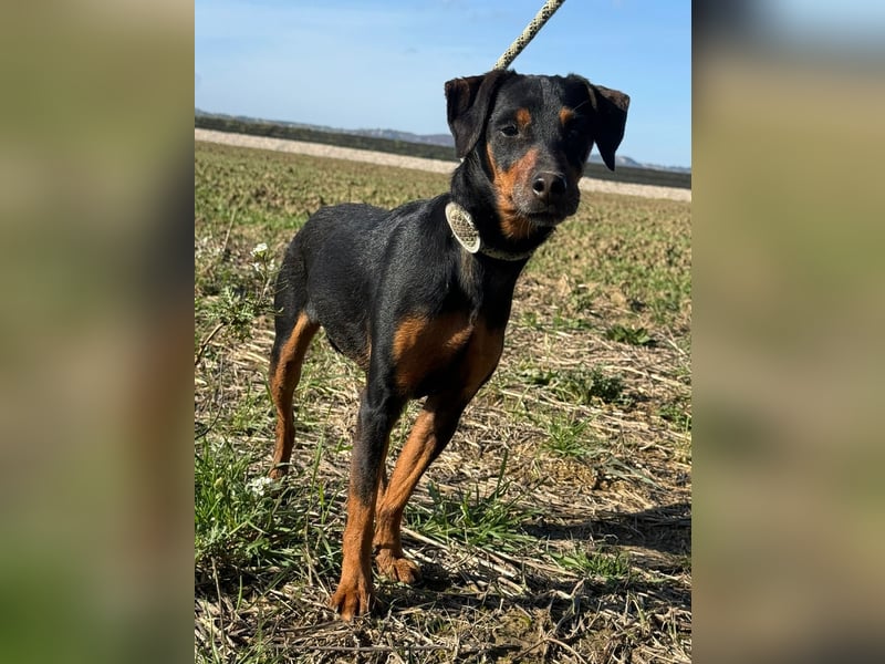 Anny - Ältere Hundedame sucht ihren Prinzessinnenplatz