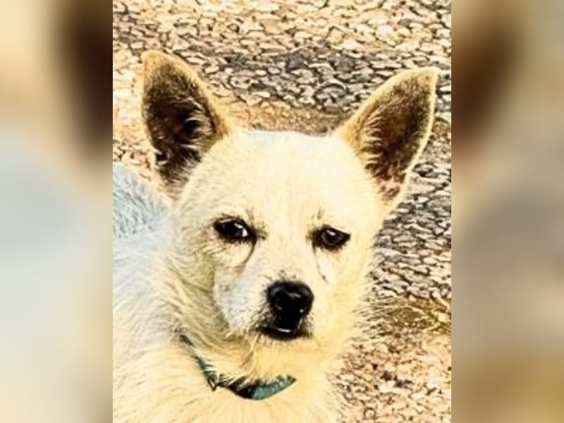 Birbo - egal wie klein, ein Hund bleibt ein Hund
