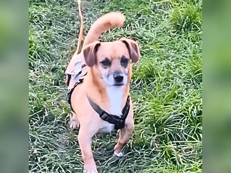 Strolchi - ein kleiner Herzensbrecher auf der Suche nach Liebe