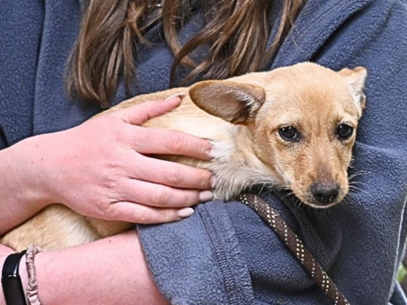 Prospero - was war, darf verblassen - damit Neues ganz langsam wachsen darf