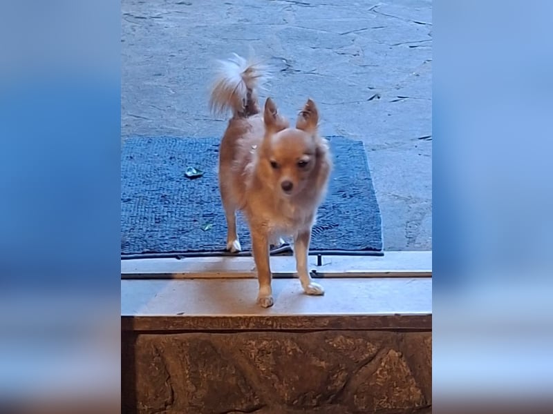 Archi - Kleiner Floh sucht ...