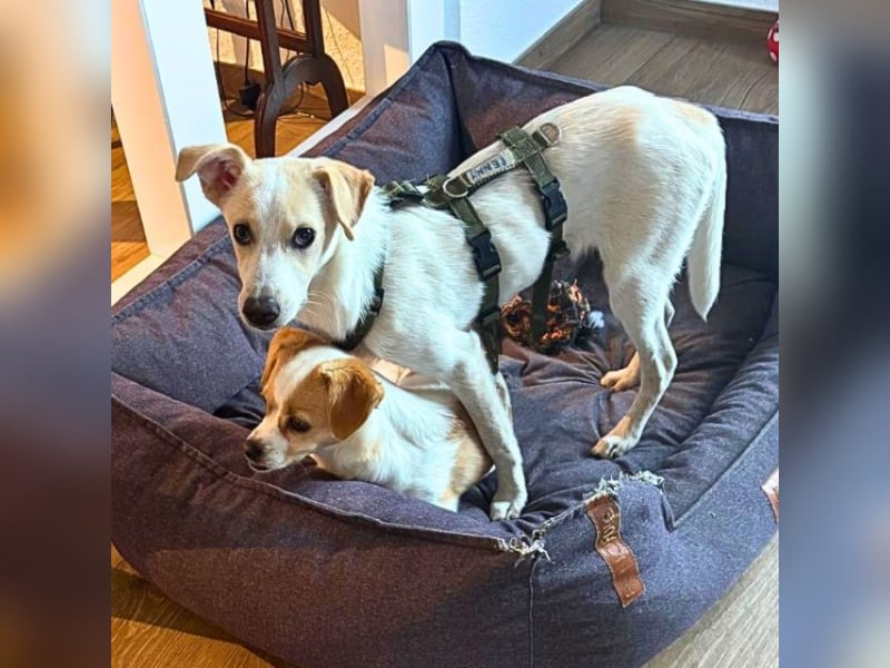 Penny - Kleine Pfoten auf der Suche nach dem ganz großen Glück