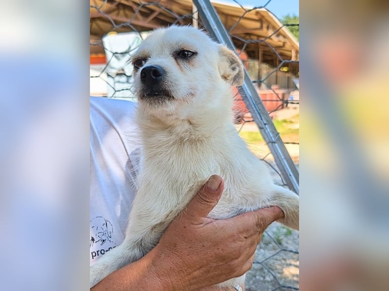 Birbo - egal wie klein, ein Hund bleibt ein Hund