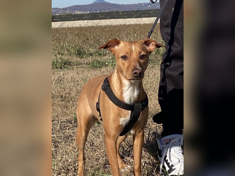 Tokio - Unbeschwertes Hundemädchen sucht ihren Prinzessinnenplatz