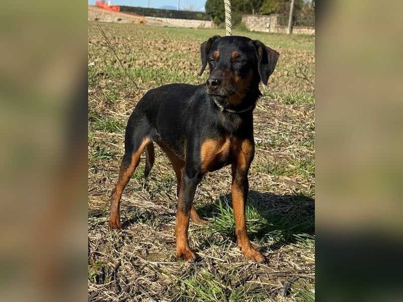 Anny - Ältere Hundedame sucht ihren Prinzessinnenplatz