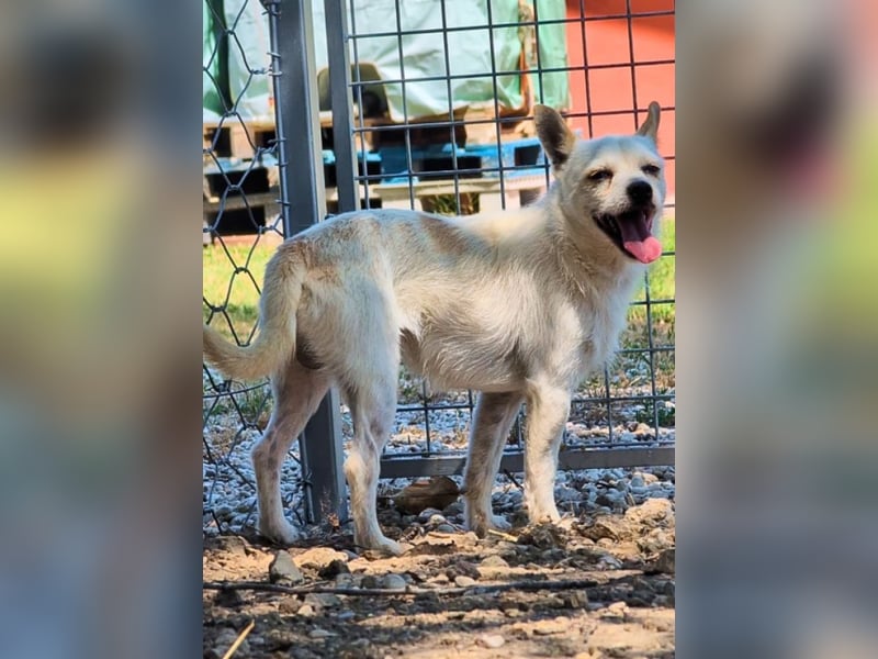 Birbo - egal wie klein, ein Hund bleibt ein Hund