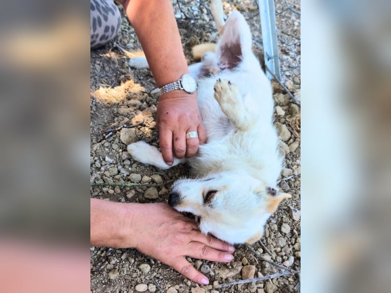 Birbo - egal wie klein, ein Hund bleibt ein Hund
