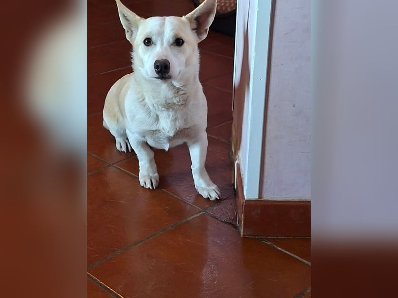 Atlas - ganz furchterregender Kettenhund :-)