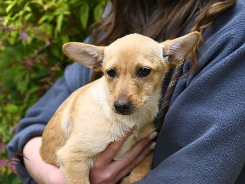 Prospero - was war, darf verblassen - damit Neues ganz langsam wachsen darf