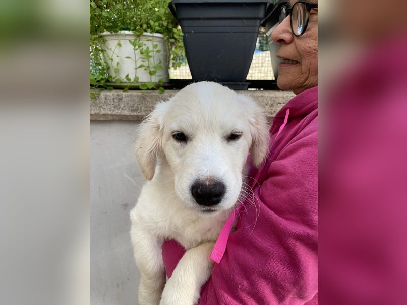 Odette - SOS - dringend zuhause oder Pflegestelle gesucht - «O» wie «oh là là»