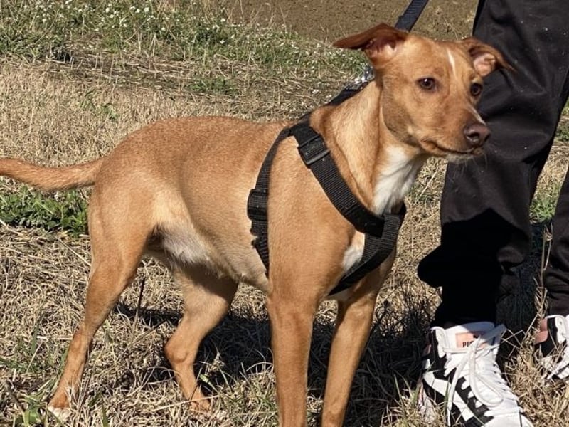 Tokio - Unbeschwertes Hundemädchen sucht ihren Prinzessinnenplatz