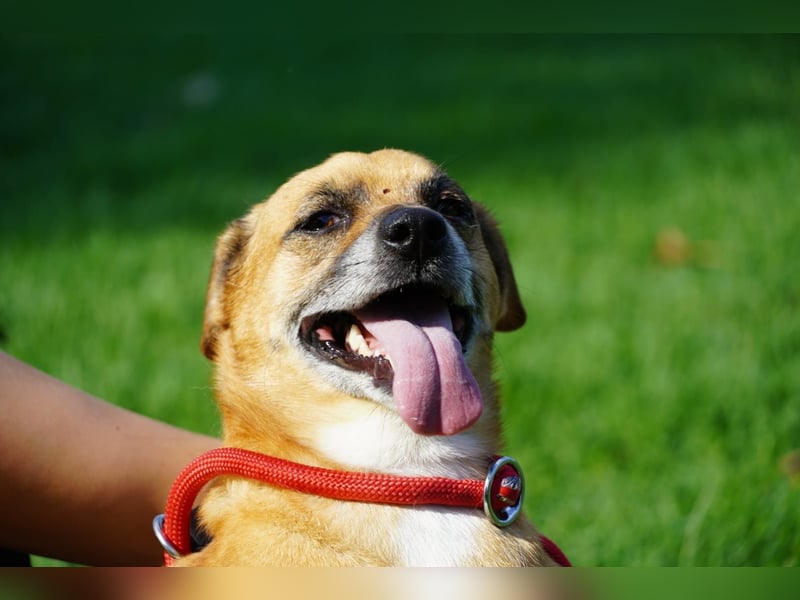 Strolchi - ein kleiner Herzensbrecher auf der Suche nach Liebe