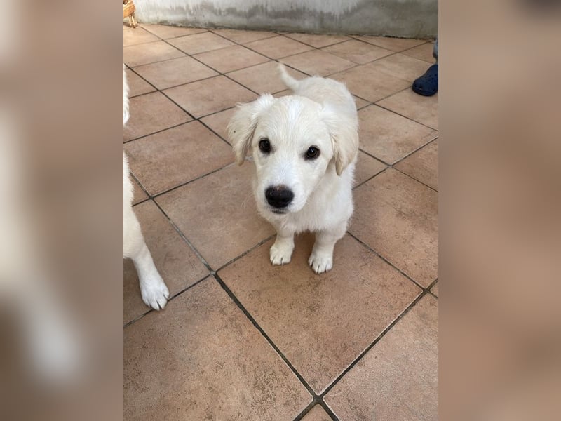 Odette - SOS - dringend zuhause oder Pflegestelle gesucht - «O» wie «oh là là»